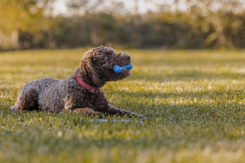 Best Toy For Small Dogs