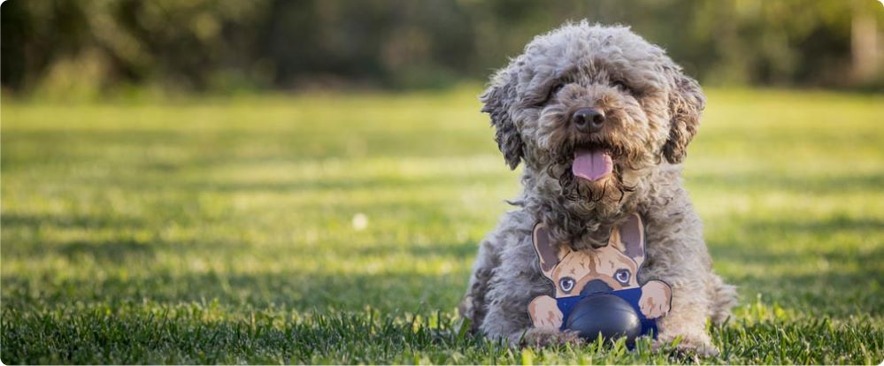 Transform Your Dogs Life with our dog toys - PlayDog